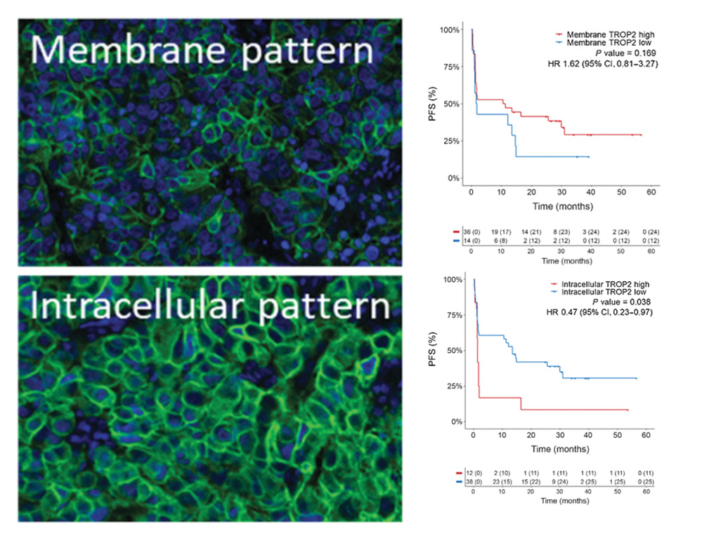 oncology target localization compartment specificity CRO services
