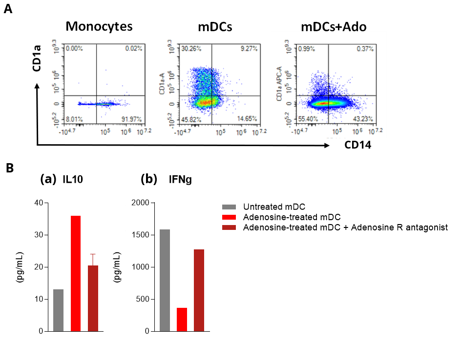 Adenosine impairs DC phenotype and function in allogenic human mDC/CD4 T cell co-cultures.