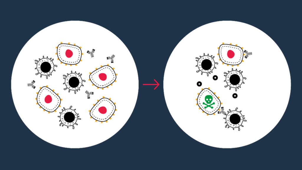 Evaluation of ADCC activity using primary NK cells and SKOV3 ovarian tumor cells