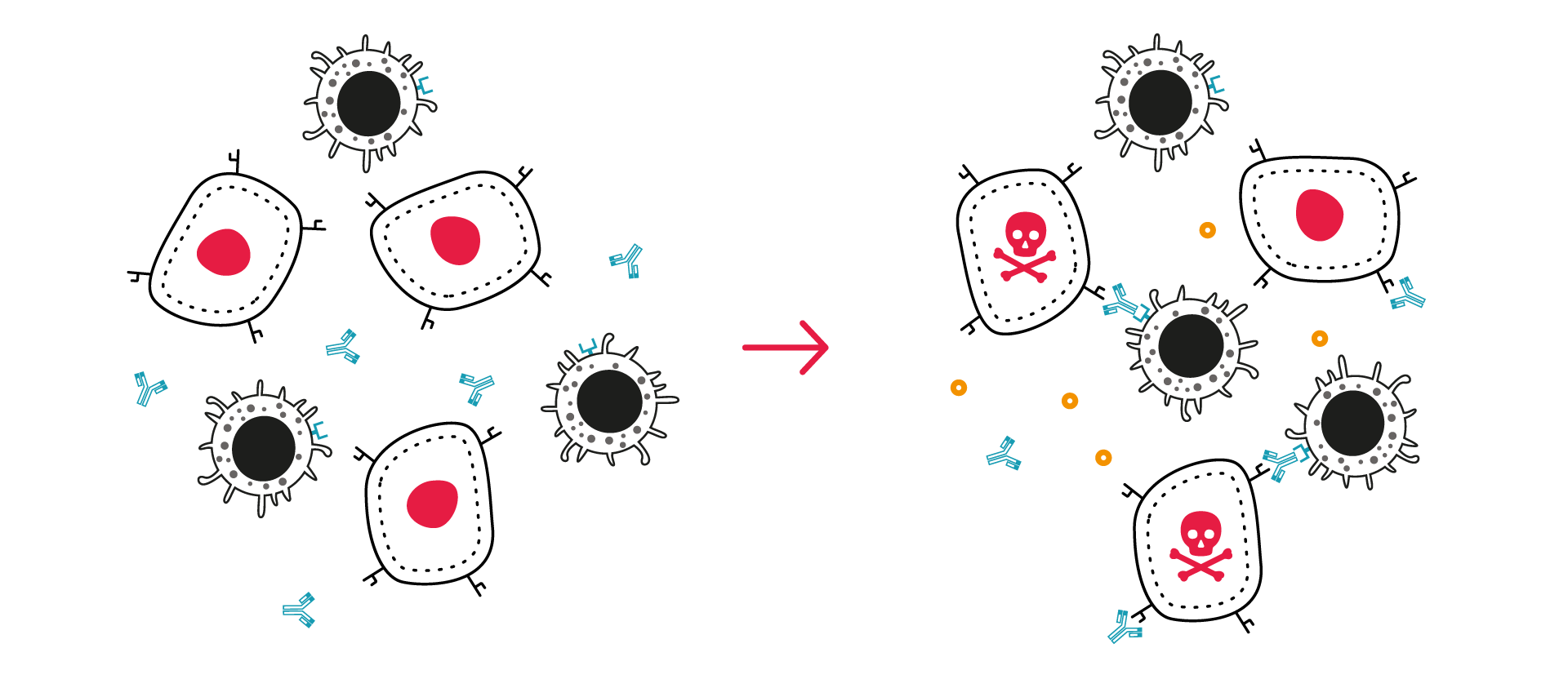 Diagram of the ADCC assay showing an antibody bridging an NK cell to a tumor cell, triggering tumor cell killing