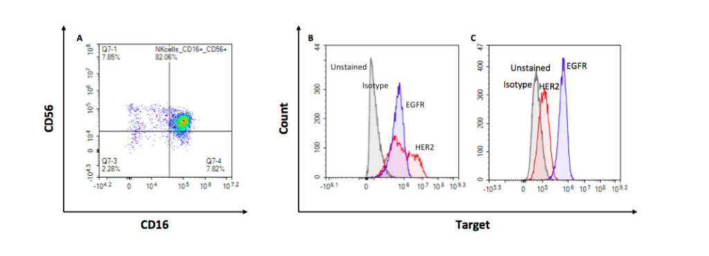 Flow cytometry histograms showing CD16 on NK cells and HER2/EGFR expression on SKOV3 and A549 tumor cells