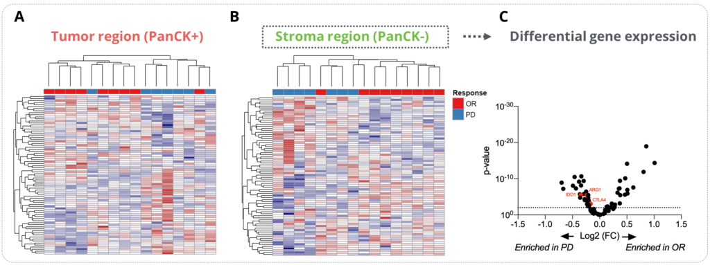 Analysis of the determinants of the ICI response