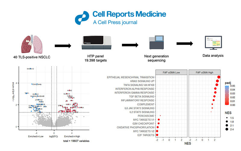 Bulk RNA seq dataset analysis service