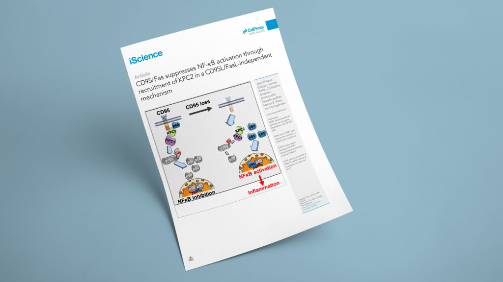 CD95/Fas suppresses NF-κB activation through recruitment of KPC2 in a CD95L/FasL-independent mechanism