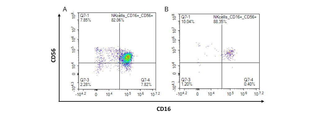 Figure 1. Evaluation of the expression of CD16 and CD56 in primary NK cells by flow cytometry, after NK isolation from PBMCs (A) and following 24h activation (B). 