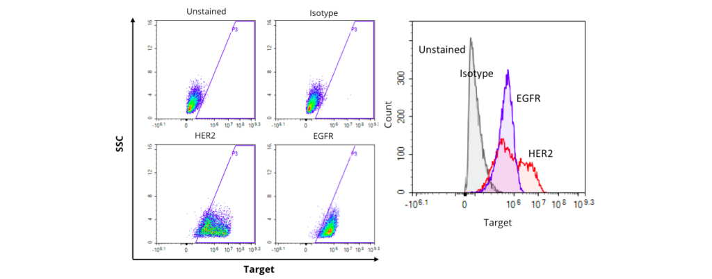 Figure 2. Evaluation of the expression of HER2 and EGFR antigens in SKOV3 tumor cells by flow cytometry.