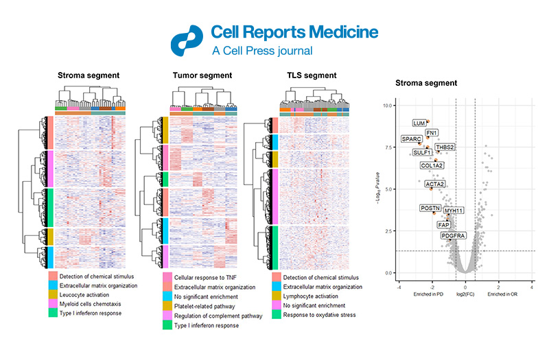 FFPE spatial transcriptomic dataset analysis services