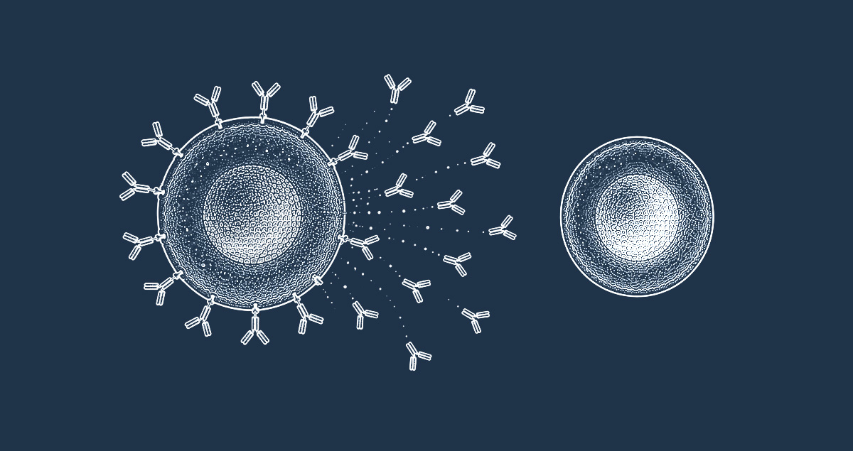Germinal center reaction assay (B-cells) CRO services