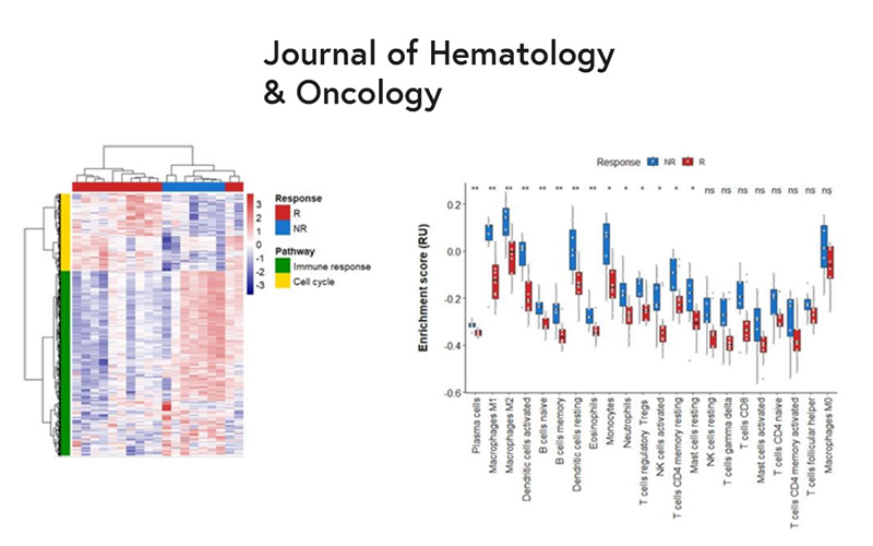 Heatmap of Gene Ontology biological process enrichment scores and Boxplot representation of immune cells estimation
