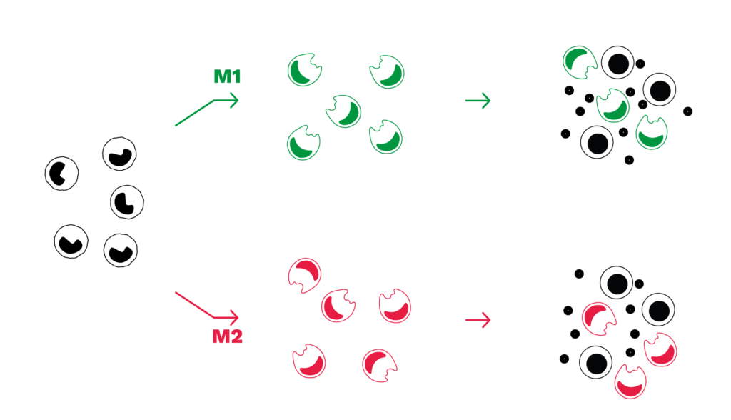 M2 Macrophage-Suppression Assay CRO immuno-oncology immunotherapy