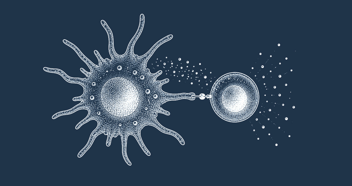 MLR (Mixed Lymphocyte Reaction) assay CRO services