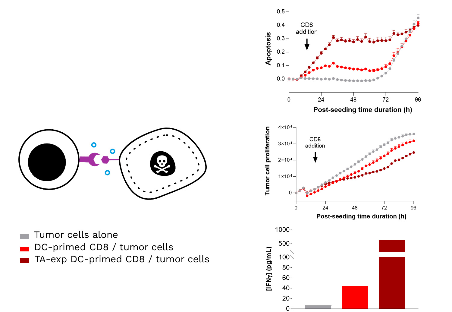 Specific TA-exposed DC-mediated priming of CD8 T cells results in the induction of an adaptive effector T cell-mediated killing towards SK-MEL-5 tumor cells (target TA-positive)