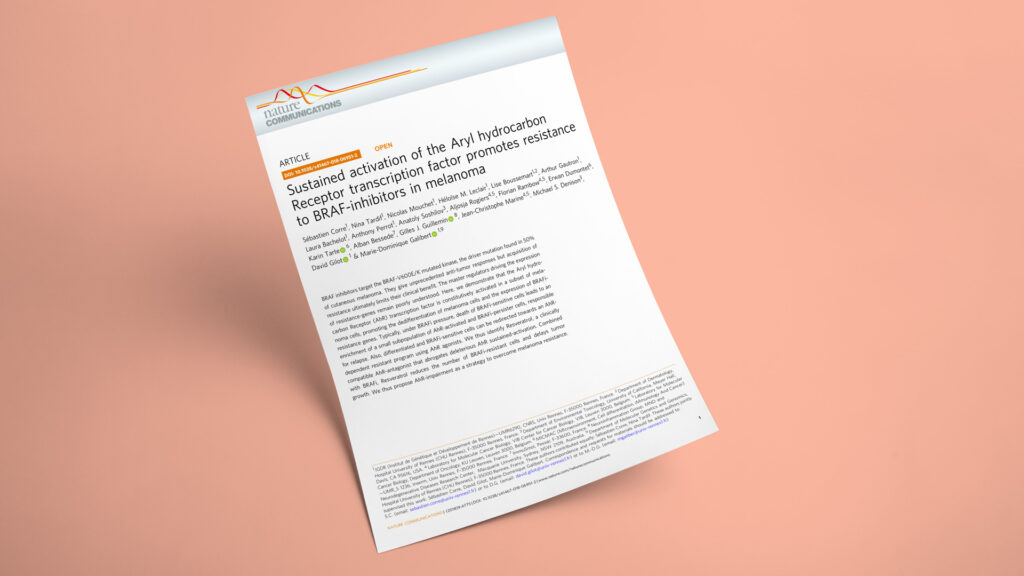 Sustained activation of the Aryl hydrocarbon Receptor transcription factor promotes resistance to BRAF-inhibitors in melanoma