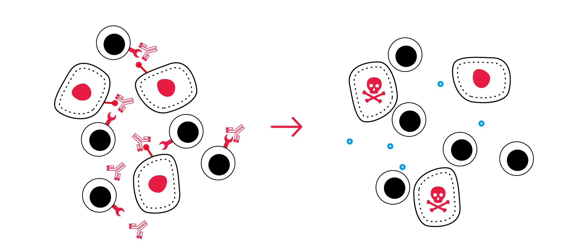 T cell activation immune checkpoint inhibition killing assays CRO in vitro services