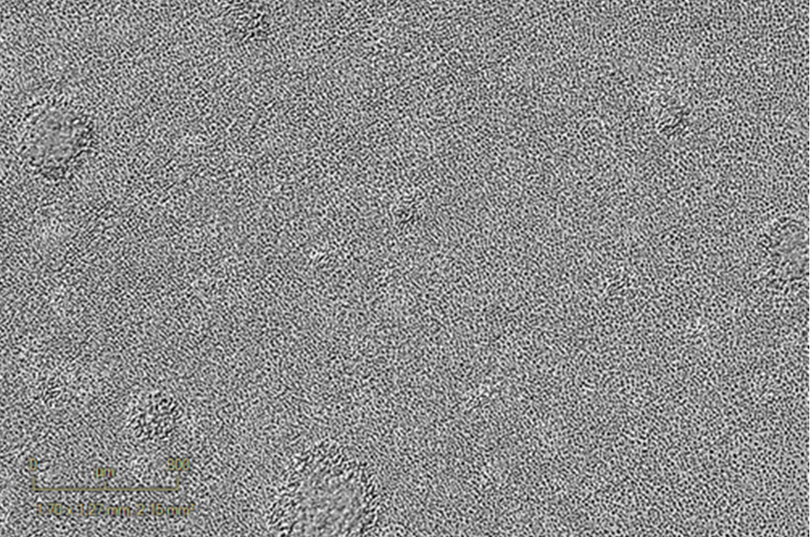 Anti-CD3 activated – 120h