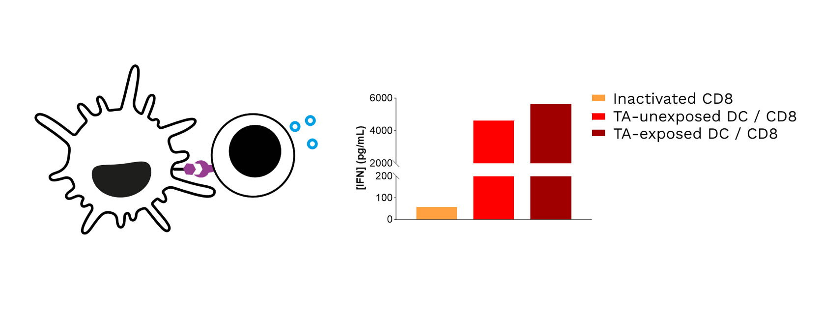 Target TA-exposed DCs lead to optimized priming of CD8 T cells