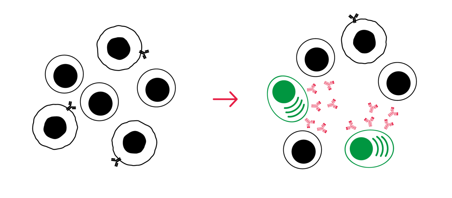 Germinal center reaction assay workflow: Tfh and memory B cell co-culture, SEB activation, day-7 IgG readout by HTRF