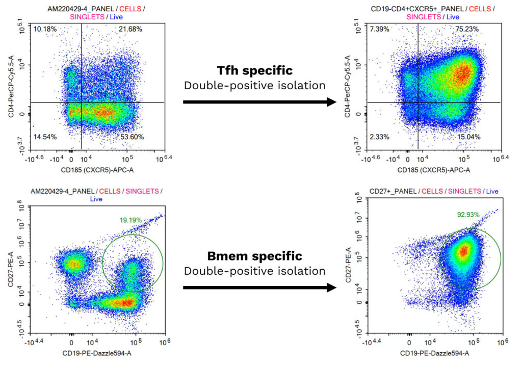 Flow cytometry characterization of Tfh (CD4+/CXCR5+) and memory B (CD19+/CD27+) cells before and after isolation