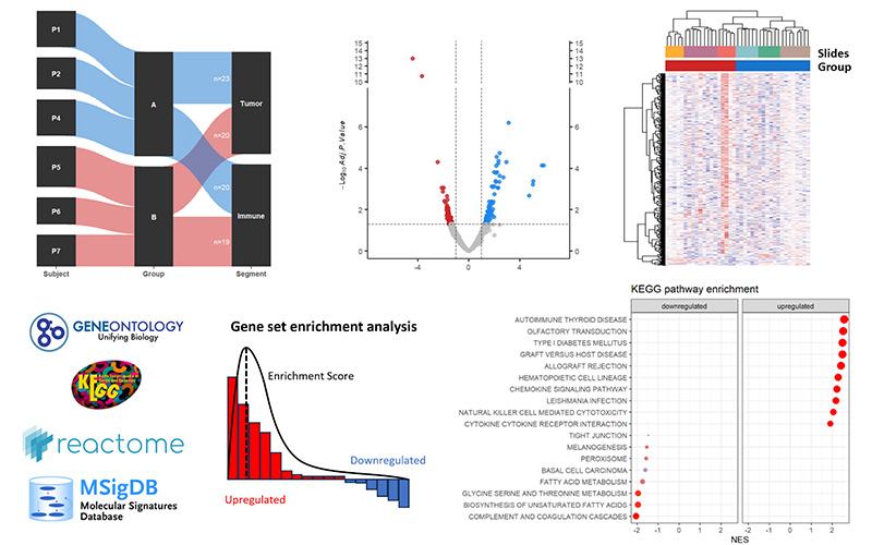 differential-gene-expression-analysis-pathway-analysis-GeoMx-spatial-transcriptomic-analysis