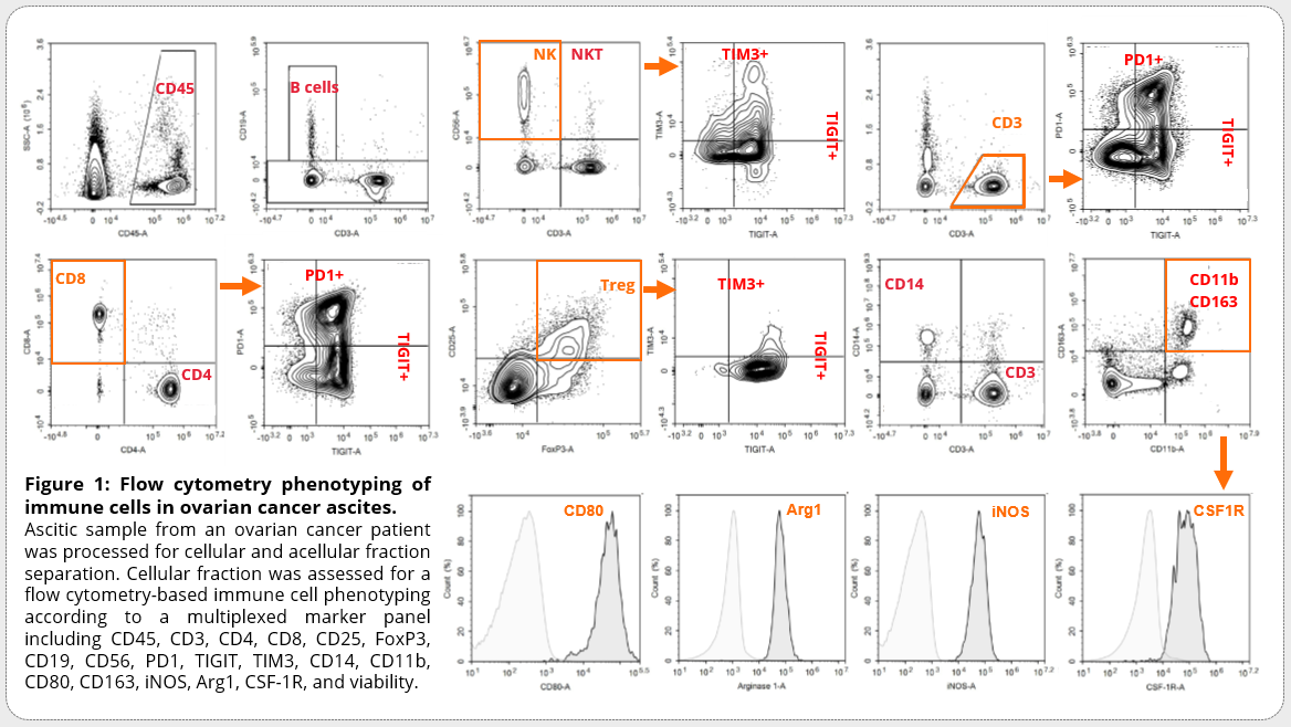 flow cytometry phenotyping of immune cells in ovarian ascites
