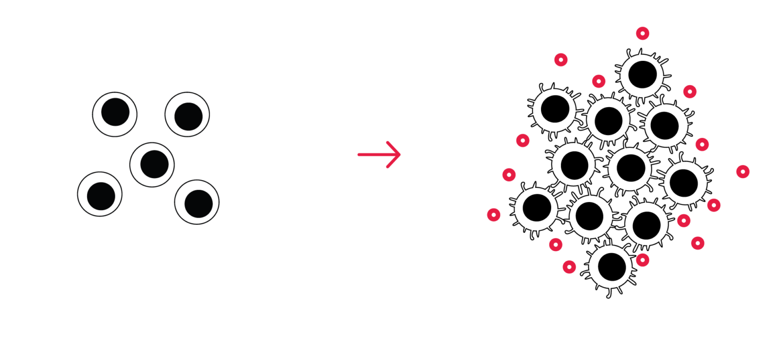 Immune cell activation assay workflow — PBMC/T cell stimulation, live-cell imaging, and cytokine quantification