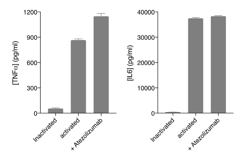 Atezo promotes immune cell response