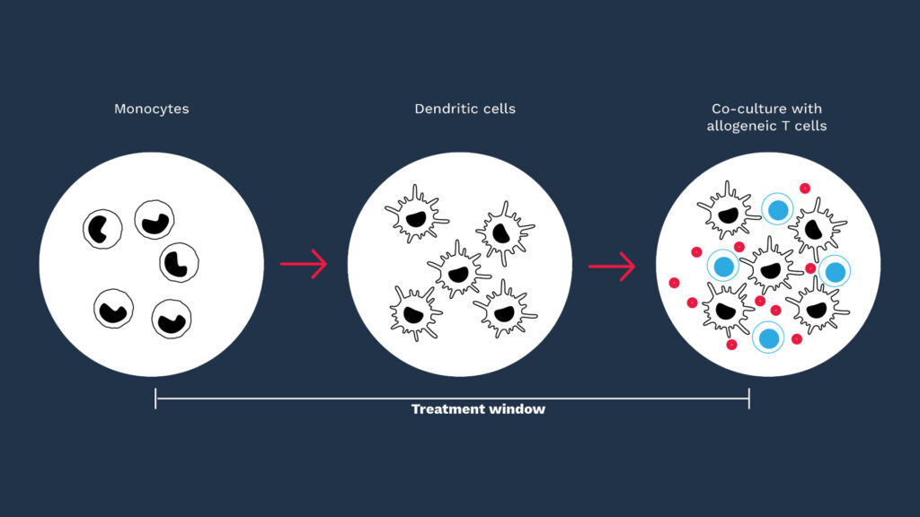 Mixed Leukocyte Reaction Assay to Assess Immunotherapeutic Activity