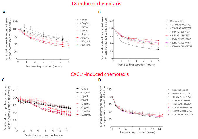 Neutrophil chemotaxis assay: IL-8 and CXCL1 dose-response blocked by CXCR2 antagonism