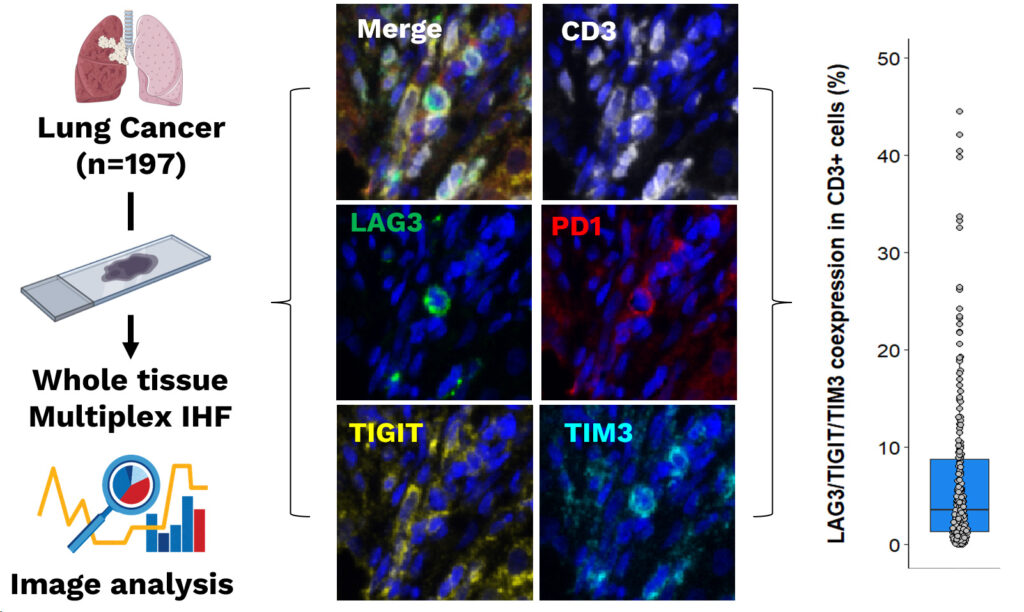 Multiplex phenotyping resolves exhausted tumor-infiltrating T cells