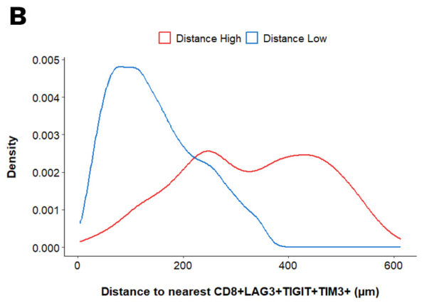 Distances were calculated between CK7-positive tumor cells and CD8+LAG3+TIGIT+TIM3+ cells