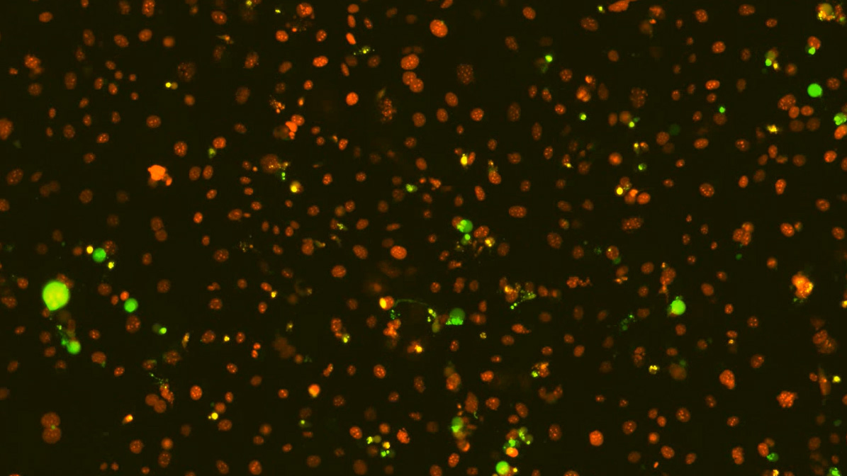 2D tumor cell lines with defined ADC target-expression levels