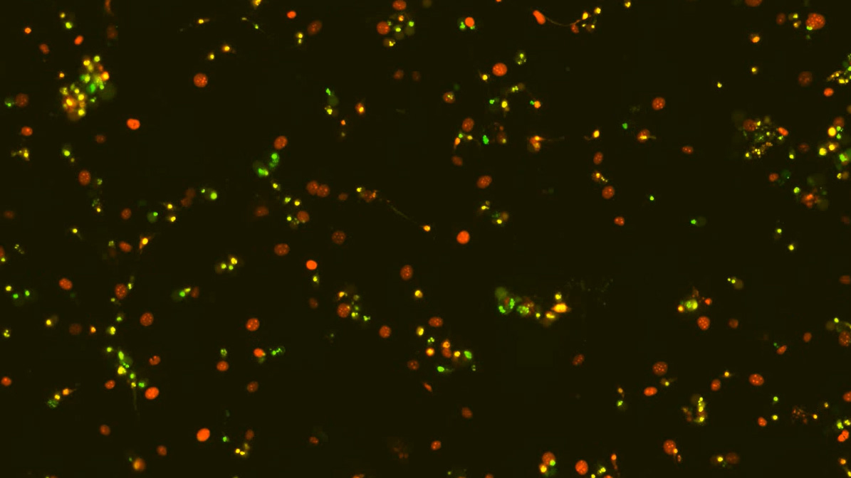 Mixed-cell co-cultures combining target-positive and target-negative tumor cells