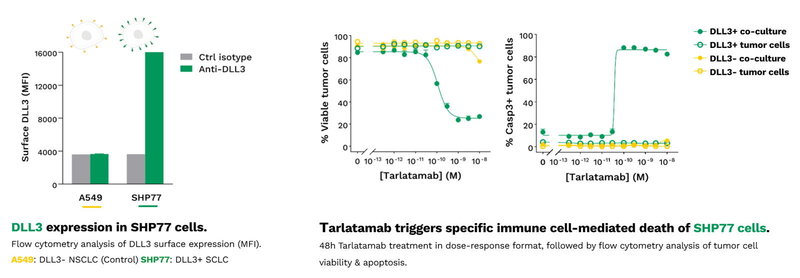 Target-dependent tumor cell killing and immune response to tarlatamab
