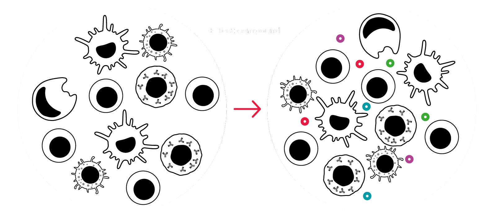 How the cytokine release assay works